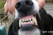娱乐吃瓜酱狗带上牙,狗带上牙的神秘魅力揭秘